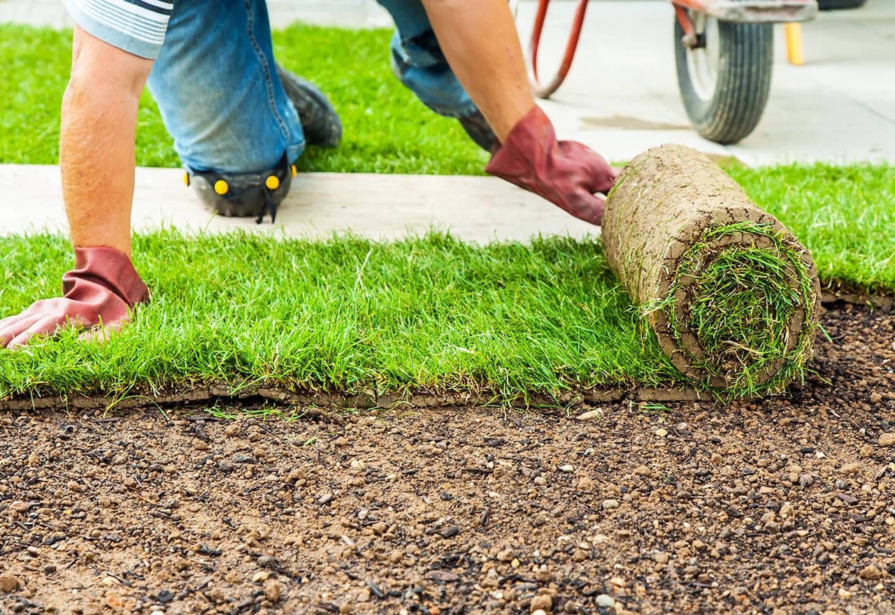 Texas Sod Pros photo 1